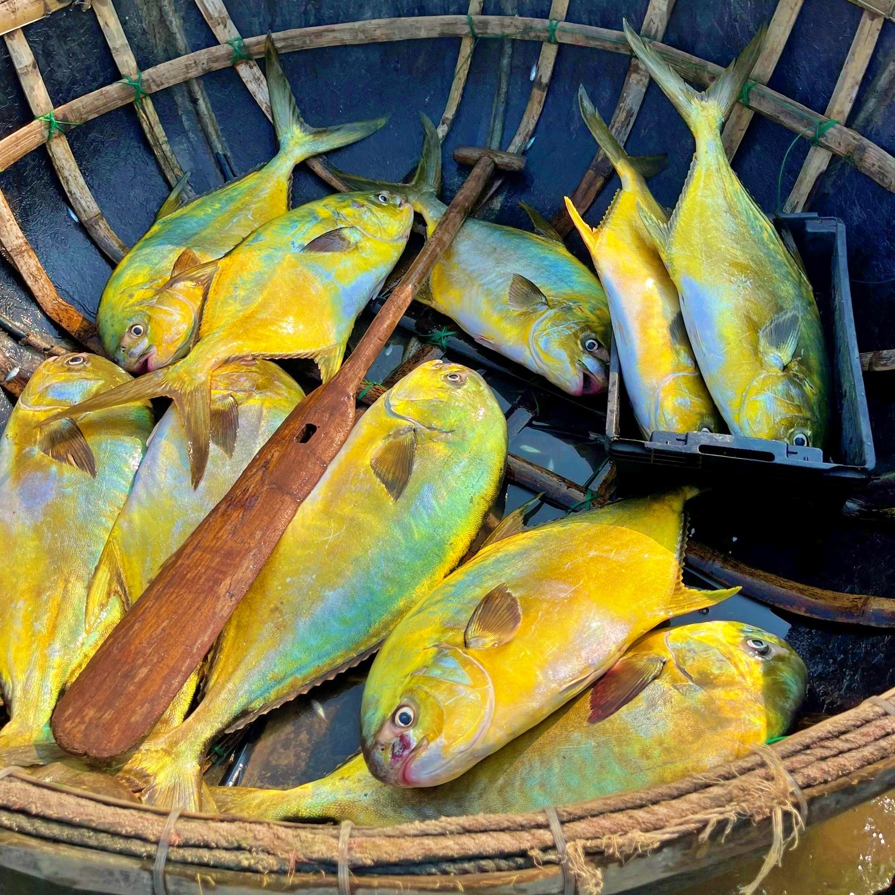 Đã mắt với hình ảnh ngư dân Hà Tĩnh trúng mẻ cá chim vàng- Ảnh 3.