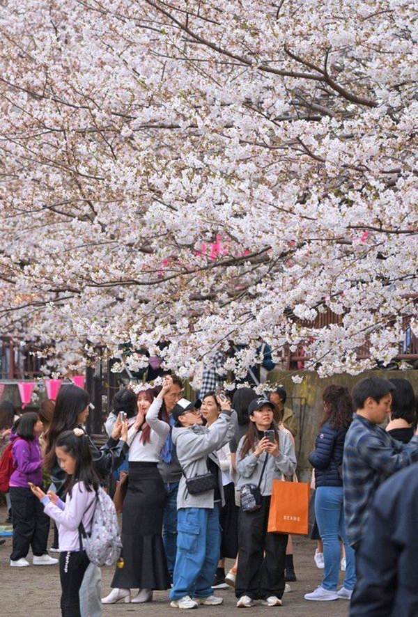 Du lịch Nhật Bản mùa Hanami 2024 với "môn thể thao" thú vị - "săn" hoa anh đào- Ảnh 3.