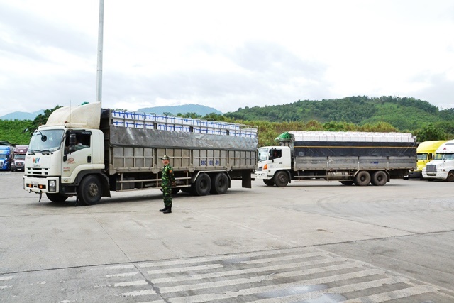 Hơn 4.000 tấn quả vải tươi được xuất khẩu sang Trung Quốc qua cửa khẩu Kim Thành- Ảnh 3.