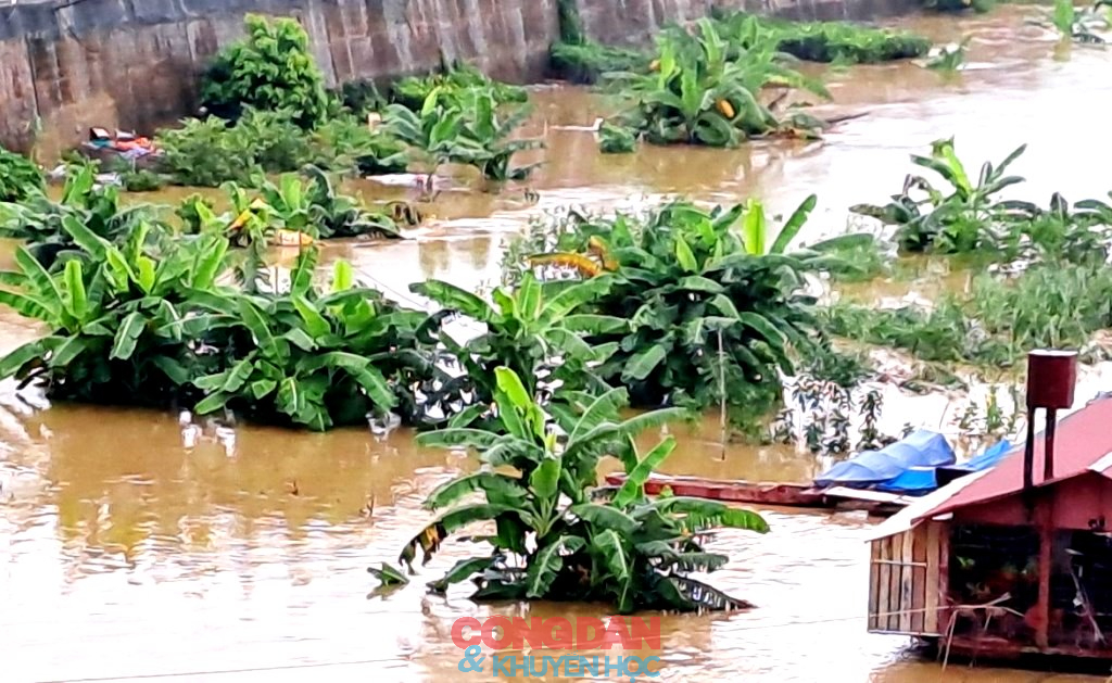 Lũ thượng nguồn sông Hồng ở Lào Cai dâng cao - các địa phương sẵn sàng ứng phó- Ảnh 6.