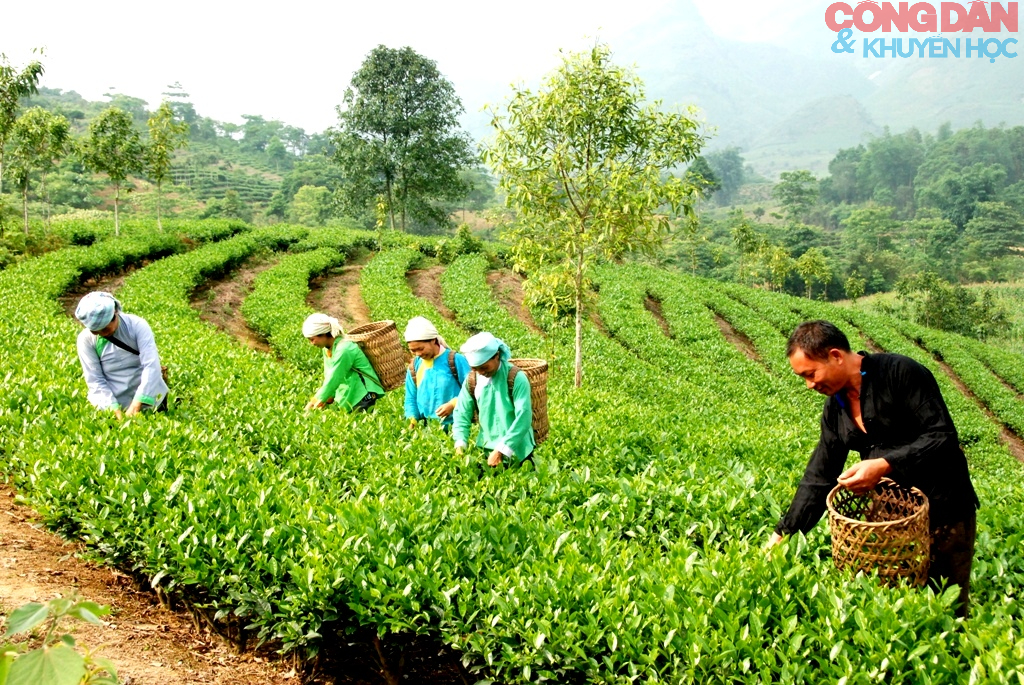 Nông sản Lào Cai sang thị trường Trung Quốc: Những điểm khó cần tháo gỡ- Ảnh 4.