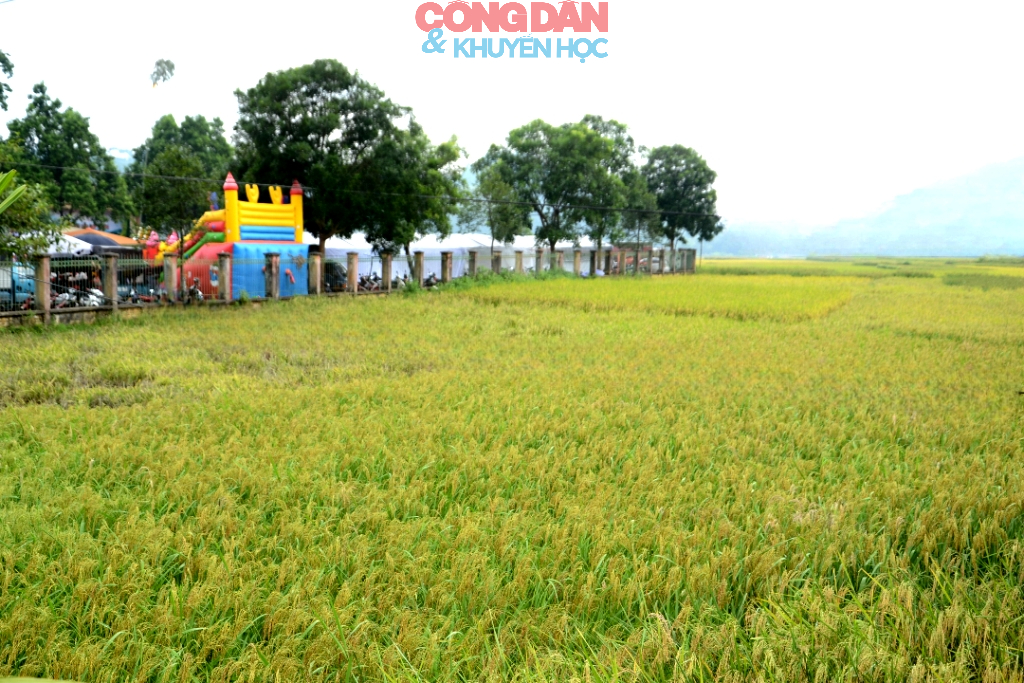 Náo nức “Ngày hội hương cốm” vùng cao Hợp Thành - Ảnh 3.