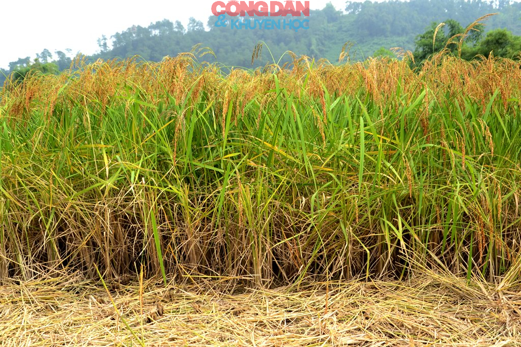 Náo nức “Ngày hội hương cốm” vùng cao Hợp Thành - Ảnh 10.