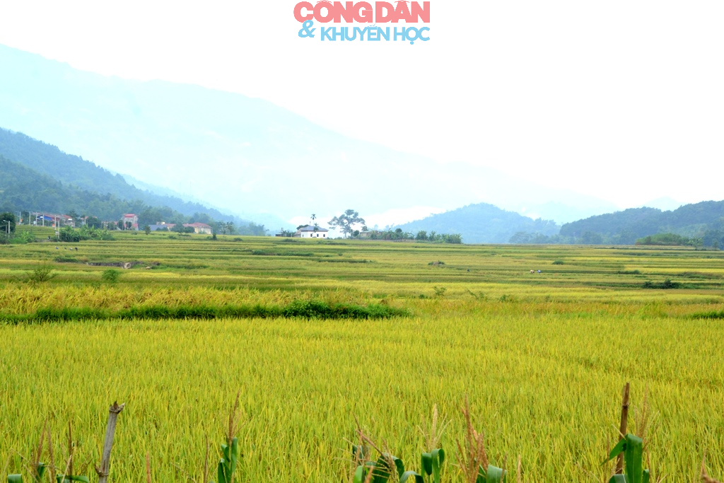 Náo nức “Ngày hội hương cốm” vùng cao Hợp Thành - Ảnh 25.