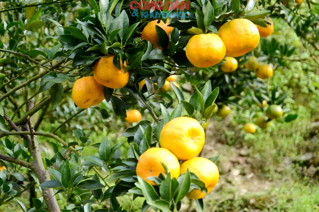 Qu&yacute;t ngọt xứ Mường - Ảnh 4.