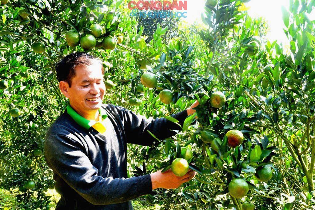 Qu&yacute;t ngọt xứ Mường - Ảnh 5.