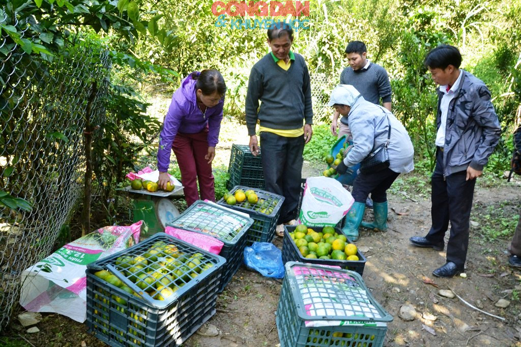 Qu&yacute;t ngọt xứ Mường - Ảnh 9.