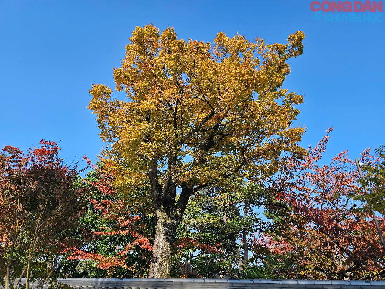 Khám phá Kyoto, vùng đất thiêng mang đậm truyền thống, bản sắc nước Nhật - Ảnh 23.