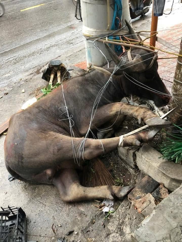 Quảng Ninh: Trâu lao ra đường tấn công học sinh trên đường đi học - Ảnh 1.