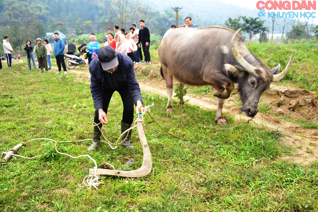 Thi cày ruộng đầu năm ở Quang Kim (Lào Cai) - Ảnh 9.