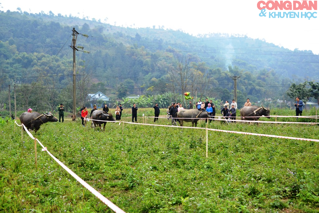 Thi cày ruộng đầu năm ở Quang Kim (Lào Cai) - Ảnh 10.