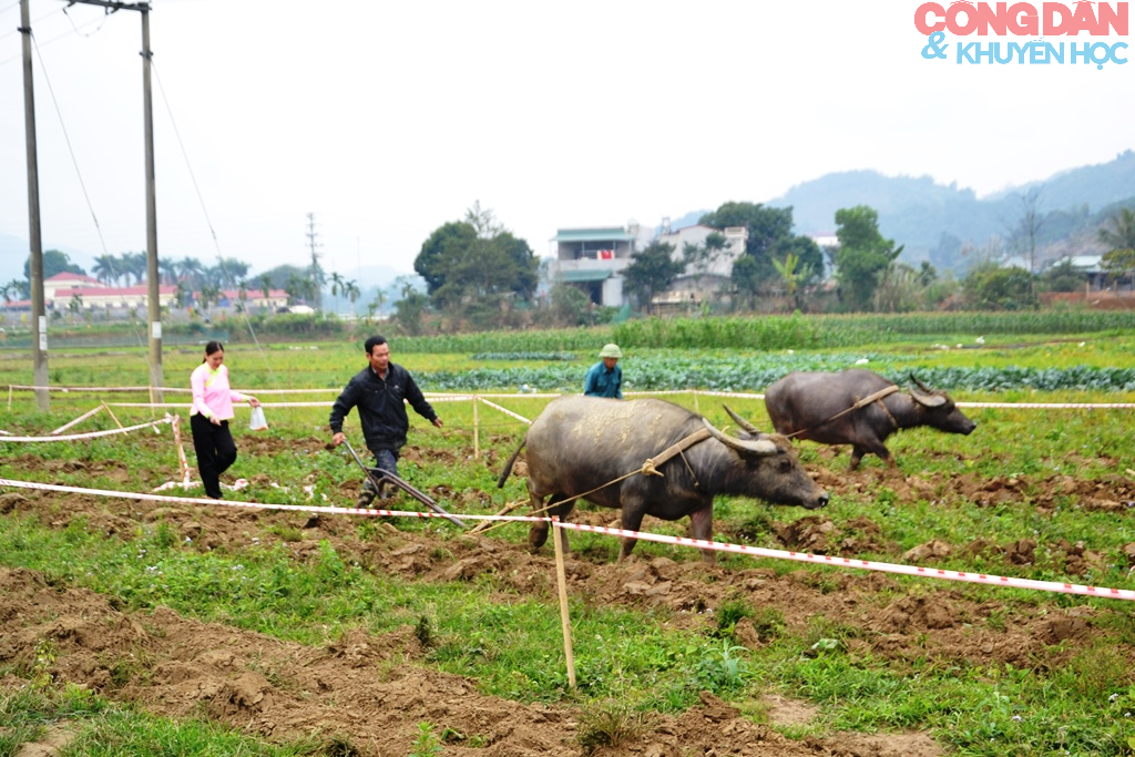 Thi cày ruộng đầu năm ở Quang Kim (Lào Cai) - Ảnh 11.