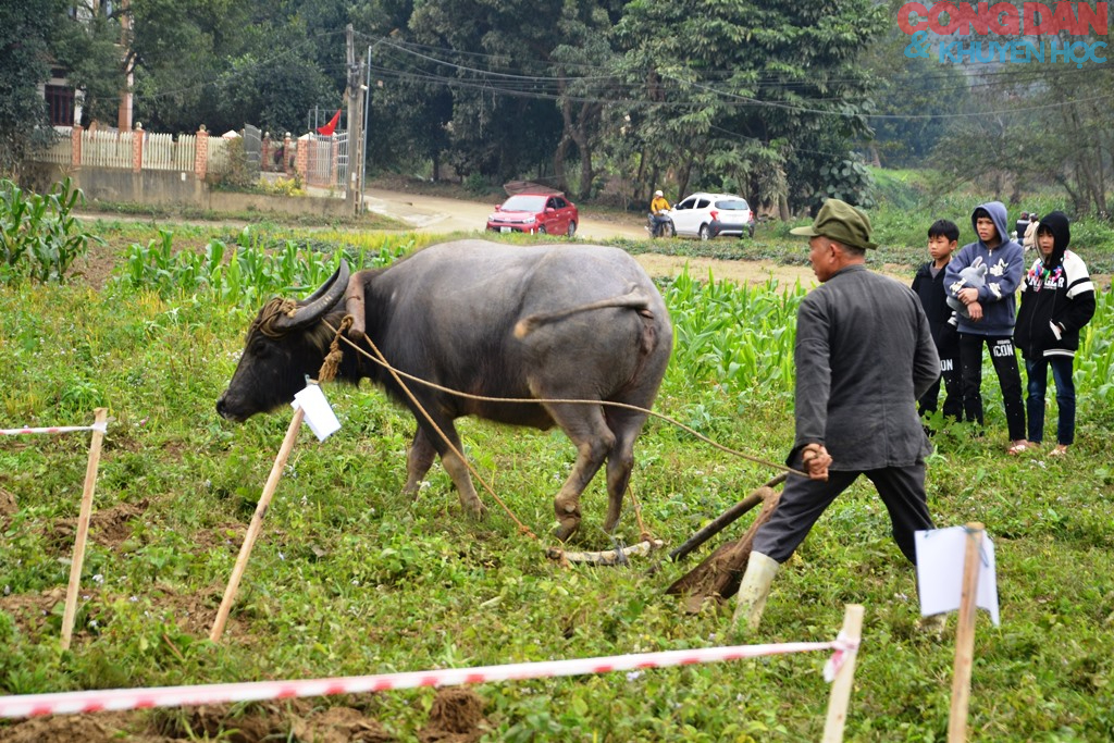 Thi cày ruộng đầu năm ở Quang Kim (Lào Cai) - Ảnh 12.