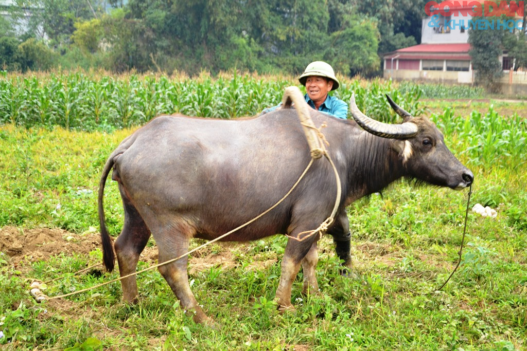 Thi cày ruộng đầu năm ở Quang Kim (Lào Cai) - Ảnh 14.