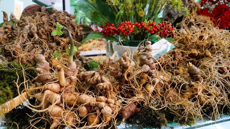 Sâm Ngọc Linh thực sự là cây chủ lực phát triển vùng dược liệu giá trị? - Ảnh 4.