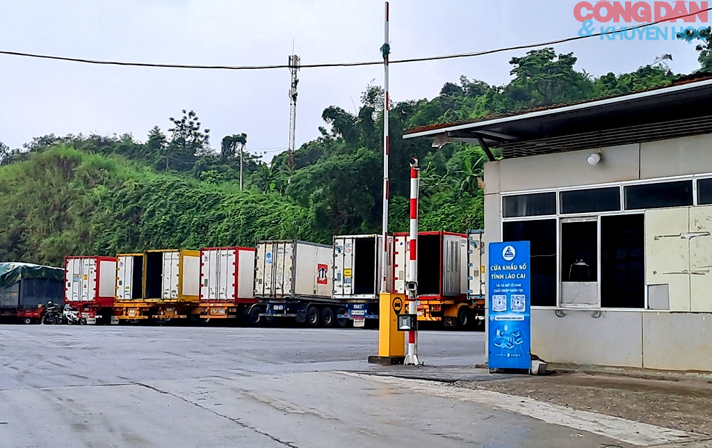 Phân luồng riêng ưu tiên vải tươi xuất khẩu qua cửa khẩu Kim Thành - Lào Cai - Ảnh 4.