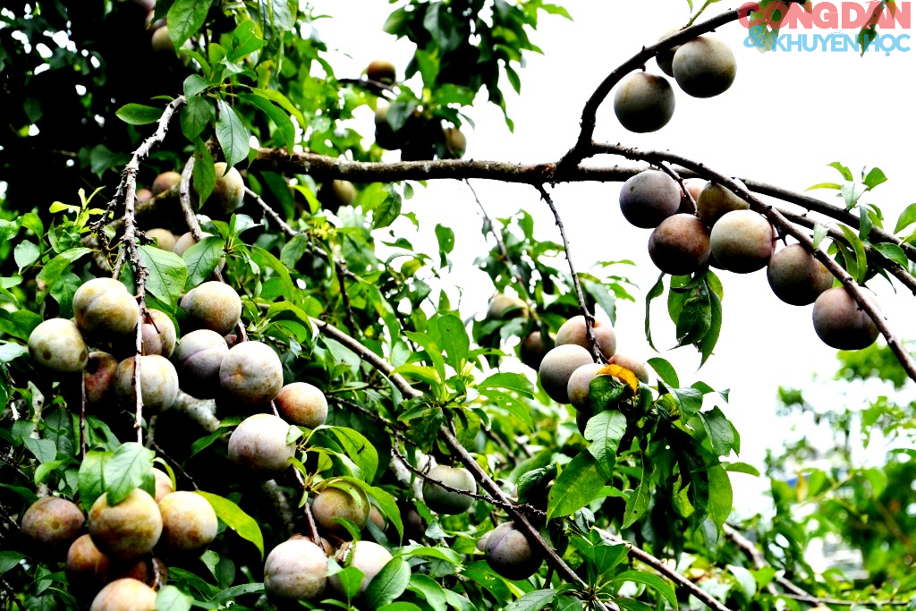 Náo nức vó ngựa trên cao nguyên trắng Bắc Hà trước ngày khai cuộc - Ảnh 3.