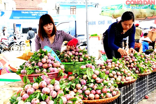 Náo nức vó ngựa trên cao nguyên trắng Bắc Hà trước ngày khai cuộc - Ảnh 5.