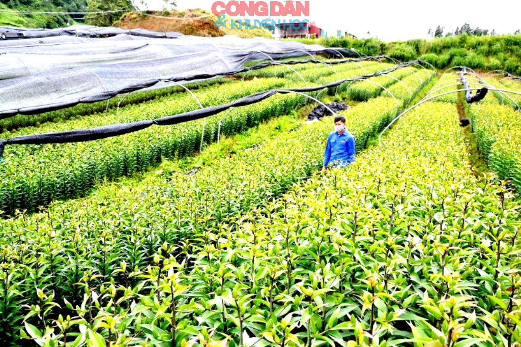 Hội thảo ứng dụng công nghệ cao phát triển nông nghiệp gắn với du lịch xanh bền vững ở phường Sa Pa - Ảnh 9.