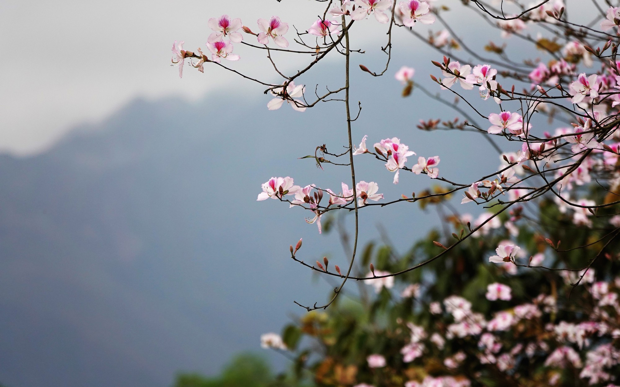 Thời tiết chuyển m&igrave;nh cuối th&aacute;ng 2 rao sao? - Ảnh 1.