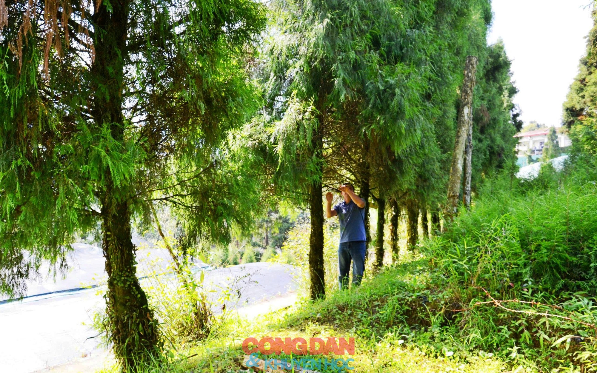 "B&aacute;u vật rừng xanh" - Hồi sinh c&acirc;y Ho&agrave;ng đ&agrave;n v&agrave; V&acirc;n Sam n&uacute;i Ho&agrave;ng Li&ecirc;n - Ảnh 9.