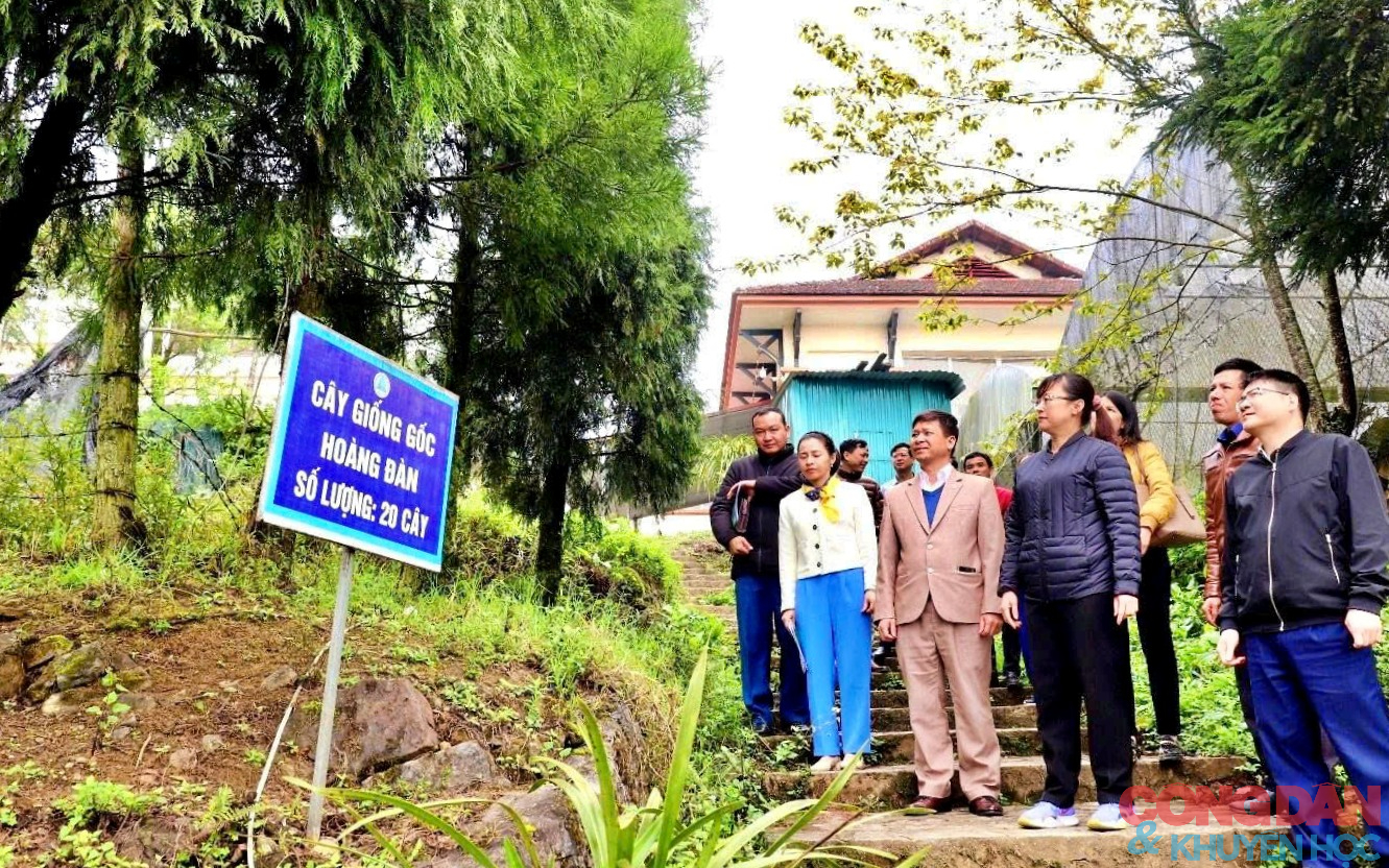 "B&aacute;u vật rừng xanh" - Hồi sinh c&acirc;y Ho&agrave;ng đ&agrave;n v&agrave; V&acirc;n Sam n&uacute;i Ho&agrave;ng Li&ecirc;n - Ảnh 3.