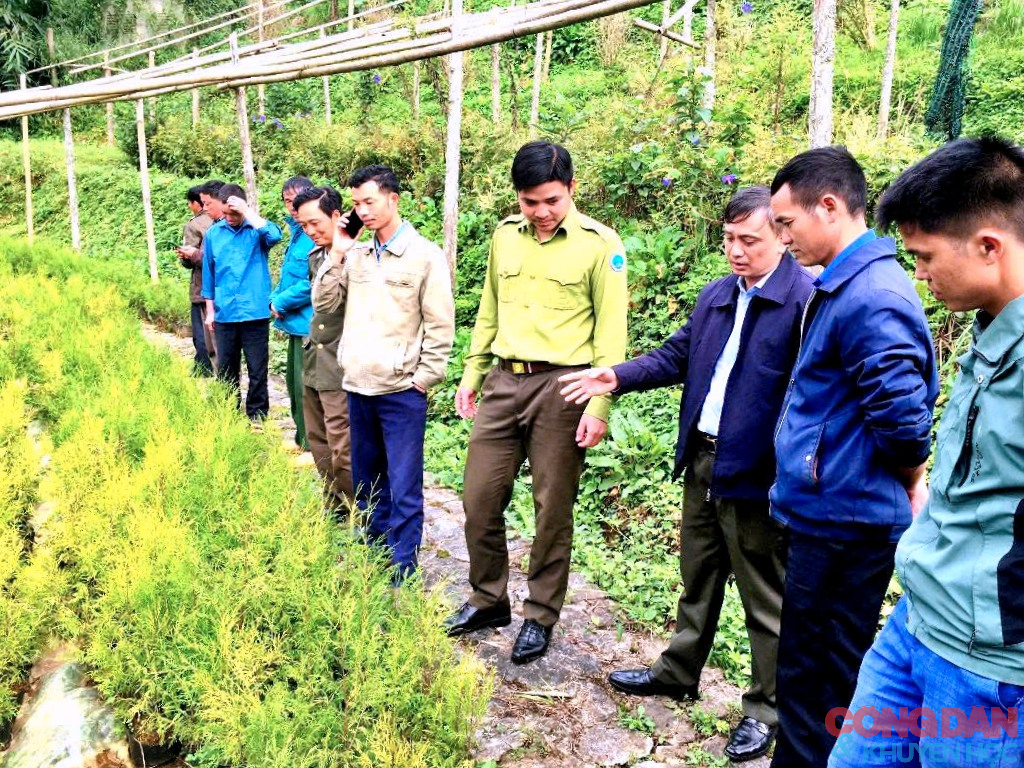 "B&aacute;u vật rừng xanh" - Hồi sinh c&acirc;y Ho&agrave;ng đ&agrave;n v&agrave; V&acirc;n Sam n&uacute;i Ho&agrave;ng Li&ecirc;n - Ảnh 4.
