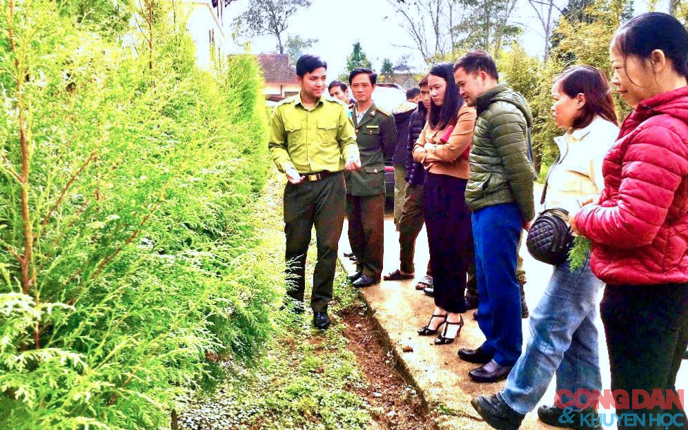 "B&aacute;u vật rừng xanh" - Hồi sinh c&acirc;y Ho&agrave;ng đ&agrave;n v&agrave; V&acirc;n Sam n&uacute;i Ho&agrave;ng Li&ecirc;n - Ảnh 5.