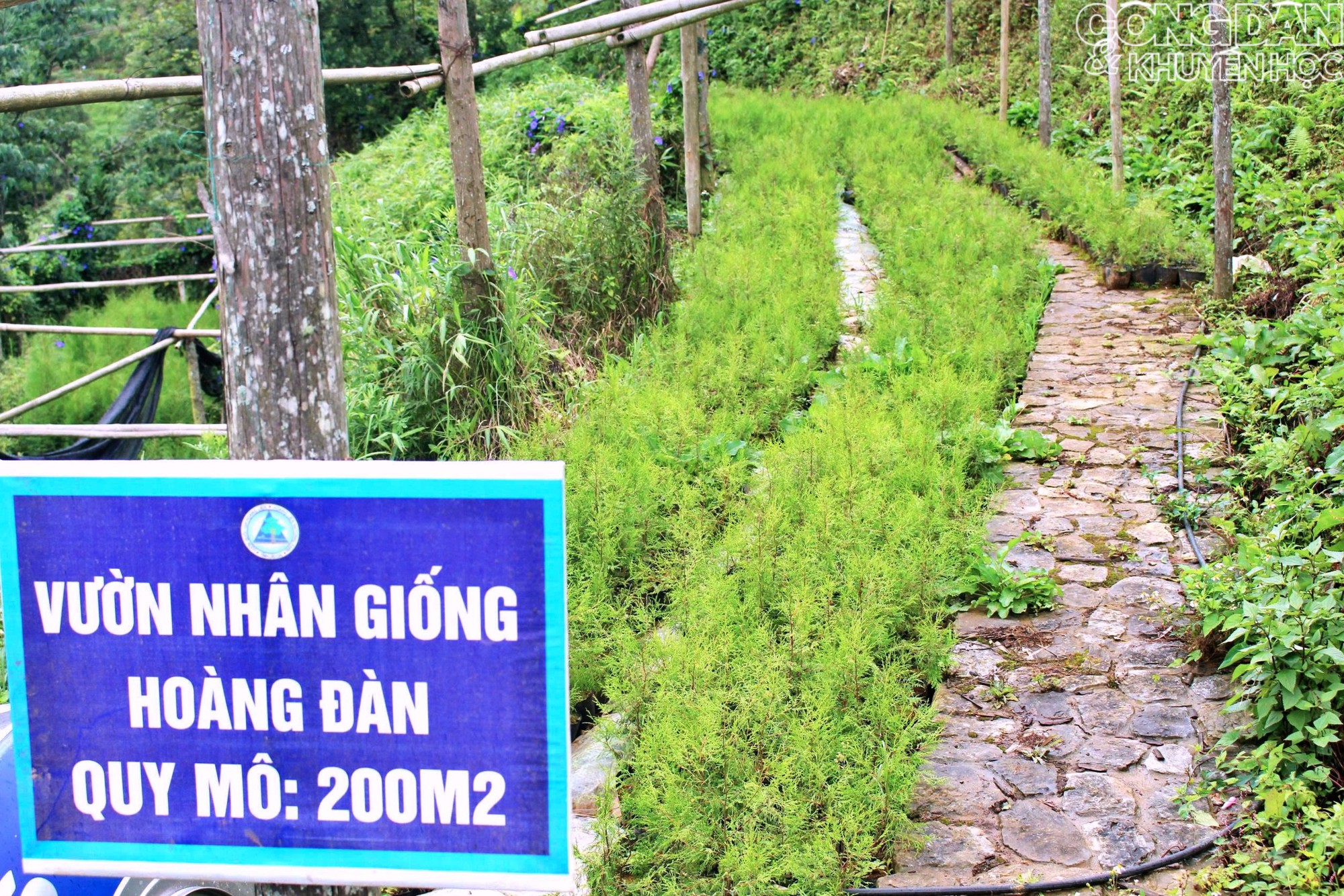 "B&aacute;u vật rừng xanh" - Hồi sinh c&acirc;y Ho&agrave;ng đ&agrave;n v&agrave; V&acirc;n Sam n&uacute;i Ho&agrave;ng Li&ecirc;n - Ảnh 10.