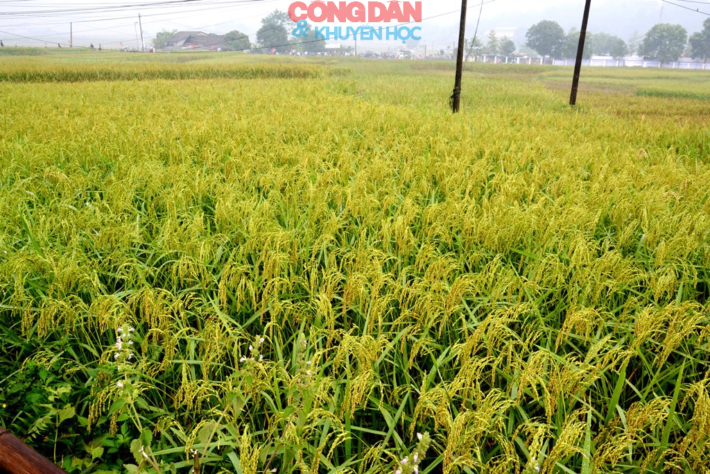 Bay xa hương cốm vùng cao Hợp Thành - Ảnh 22.