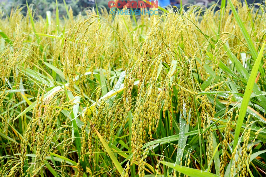 Bay xa hương cốm vùng cao Hợp Thành - Ảnh 23.