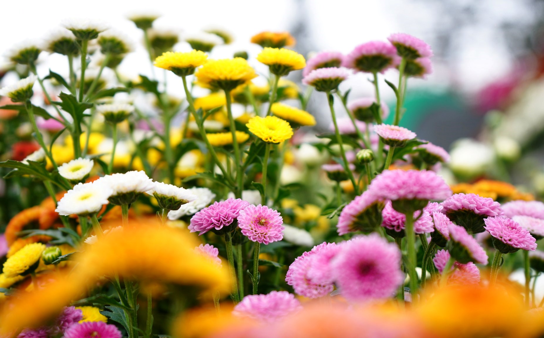 Sa Pa rực rỡ sắc m&agrave;u đ&oacute;n xu&acirc;n, vui Tết - Ảnh 5.