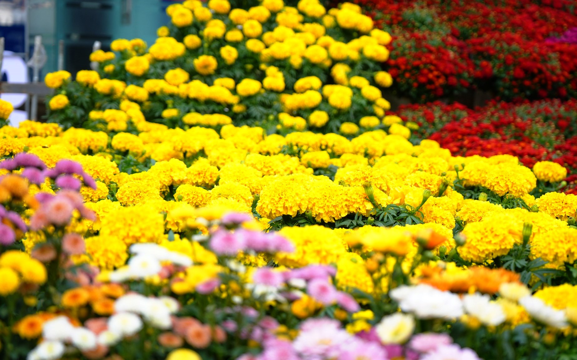 Sa Pa rực rỡ sắc m&agrave;u đ&oacute;n xu&acirc;n, vui Tết - Ảnh 16.