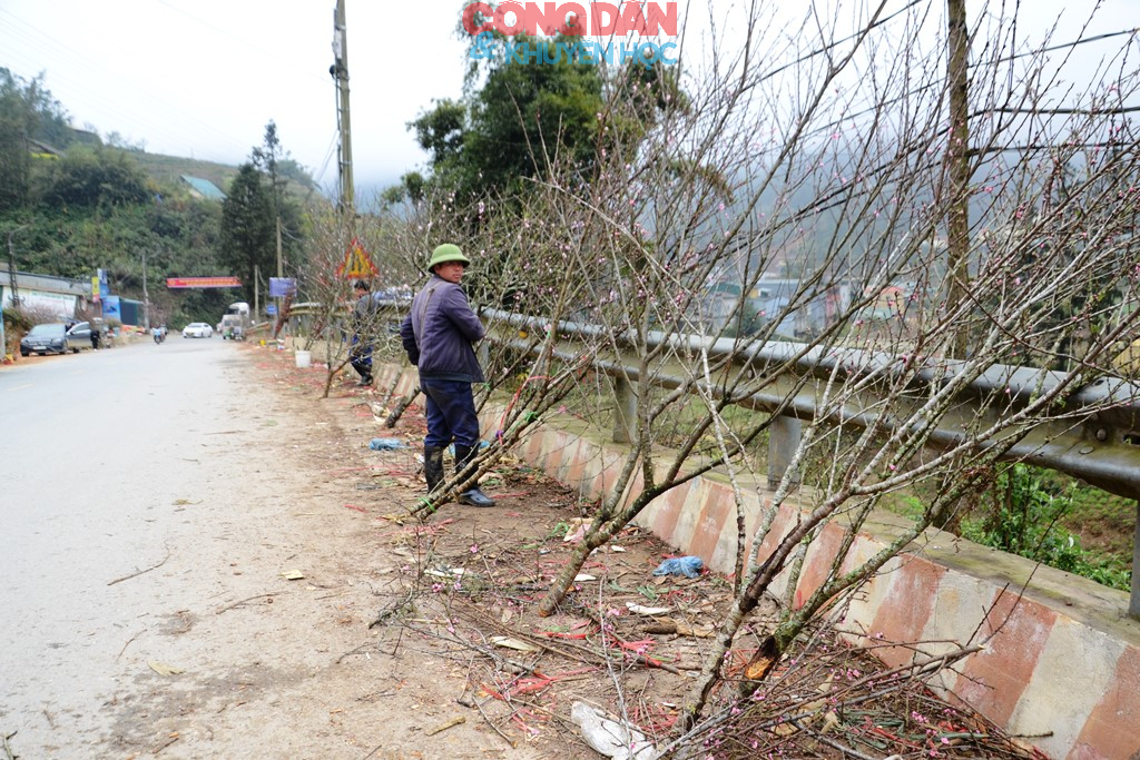 Đ&agrave;o n&uacute;i Sa Pa xuống phố đ&oacute;n Tết - Ảnh 3.
