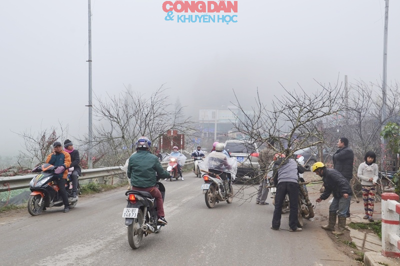 Đ&agrave;o n&uacute;i Sa Pa xuống phố đ&oacute;n Tết - Ảnh 4.