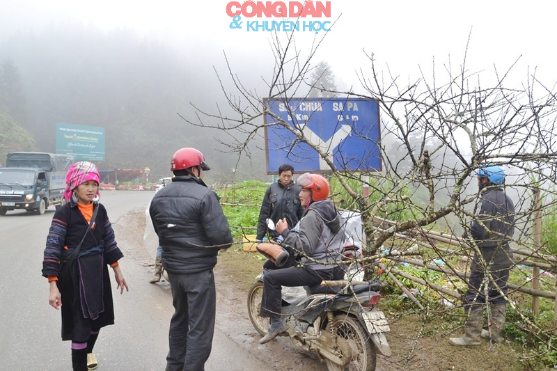 Đ&agrave;o n&uacute;i Sa Pa xuống phố đ&oacute;n Tết - Ảnh 5.