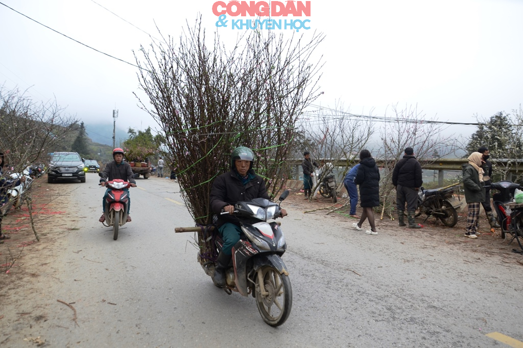 Đ&agrave;o n&uacute;i Sa Pa xuống phố đ&oacute;n Tết - Ảnh 7.