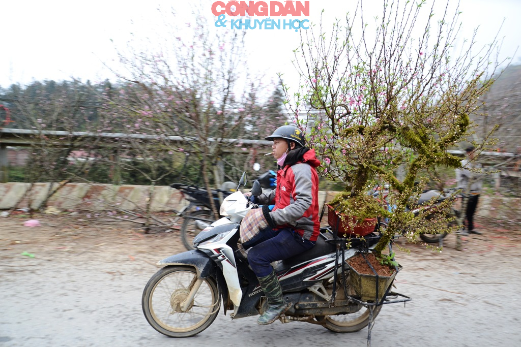 Đ&agrave;o n&uacute;i Sa Pa xuống phố đ&oacute;n Tết - Ảnh 8.