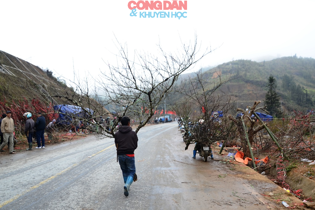 Đ&agrave;o n&uacute;i Sa Pa xuống phố đ&oacute;n Tết - Ảnh 9.