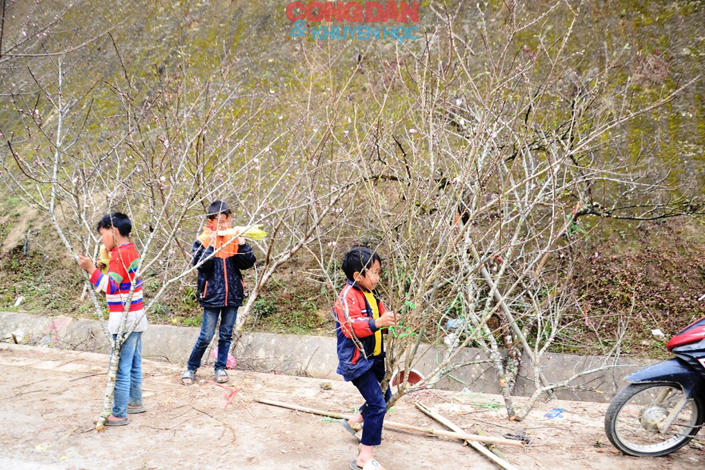 Đ&agrave;o n&uacute;i Sa Pa xuống phố đ&oacute;n Tết - Ảnh 10.