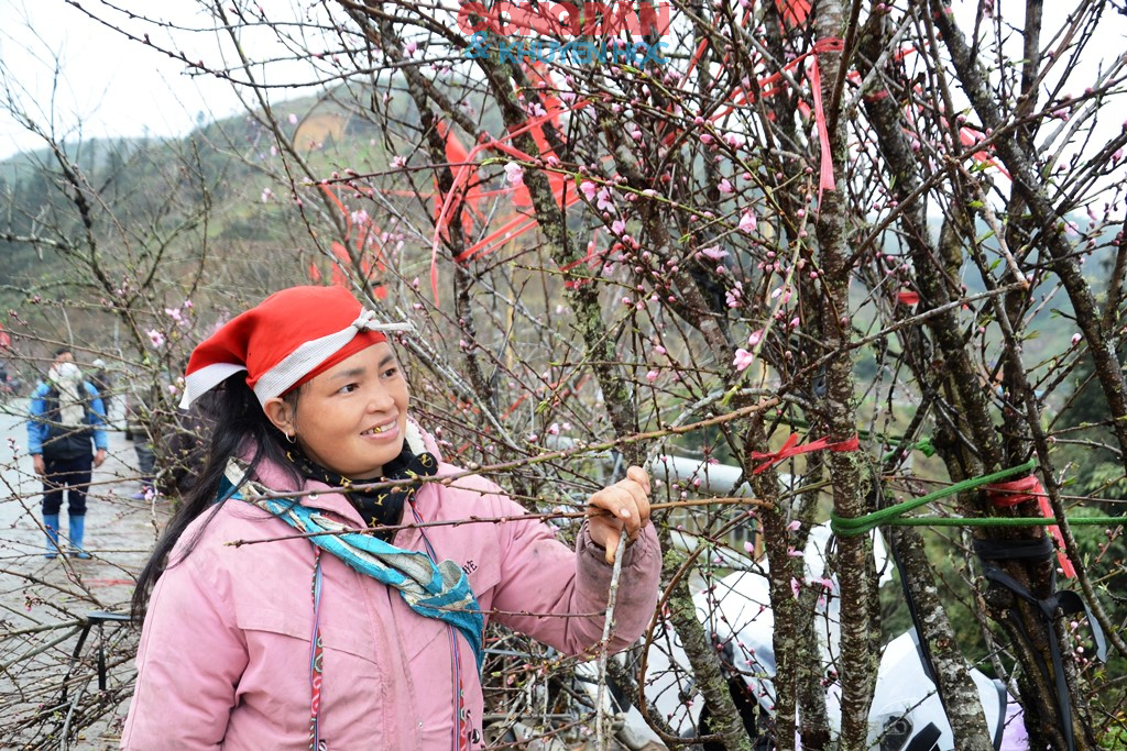 Đ&agrave;o n&uacute;i Sa Pa xuống phố đ&oacute;n Tết - Ảnh 11.