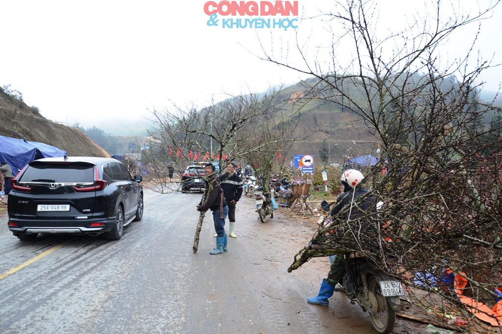 Đ&agrave;o n&uacute;i Sa Pa xuống phố đ&oacute;n Tết - Ảnh 12.