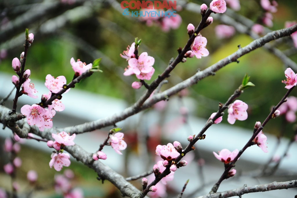 Đ&agrave;o n&uacute;i Sa Pa xuống phố đ&oacute;n Tết - Ảnh 13.