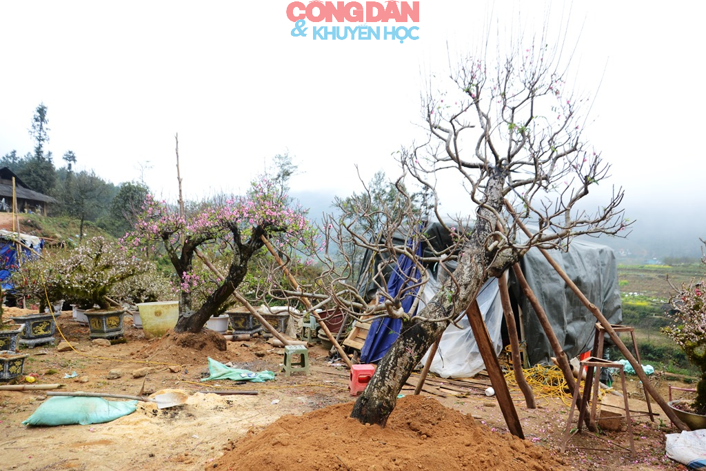 Đ&agrave;o n&uacute;i Sa Pa xuống phố đ&oacute;n Tết - Ảnh 16.