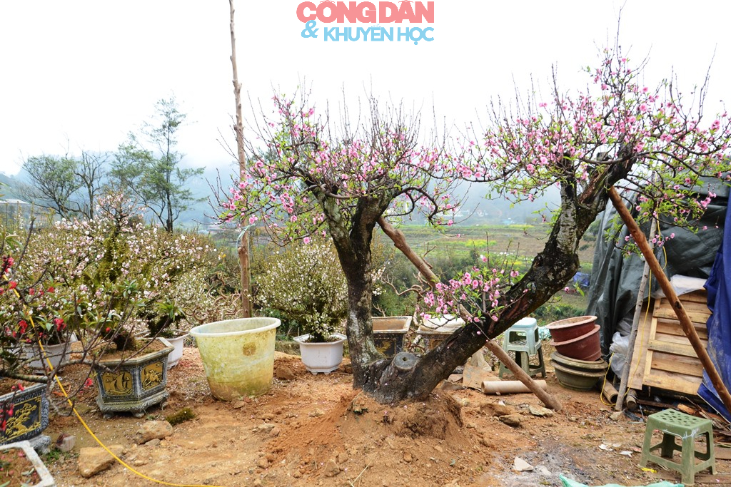 Đ&agrave;o n&uacute;i Sa Pa xuống phố đ&oacute;n Tết - Ảnh 17.