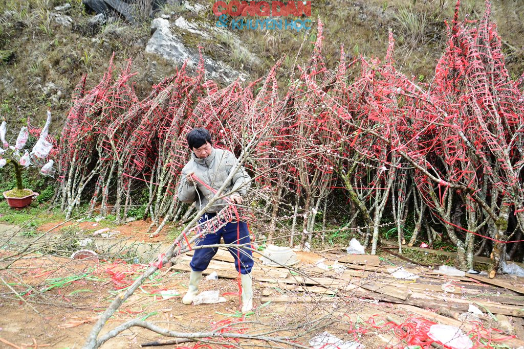 Đ&agrave;o n&uacute;i Sa Pa xuống phố đ&oacute;n Tết - Ảnh 18.