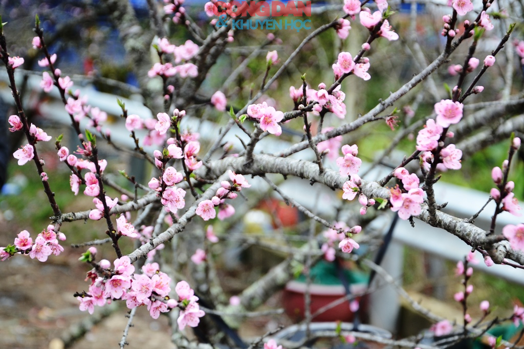 Đ&agrave;o n&uacute;i Sa Pa xuống phố đ&oacute;n Tết - Ảnh 20.