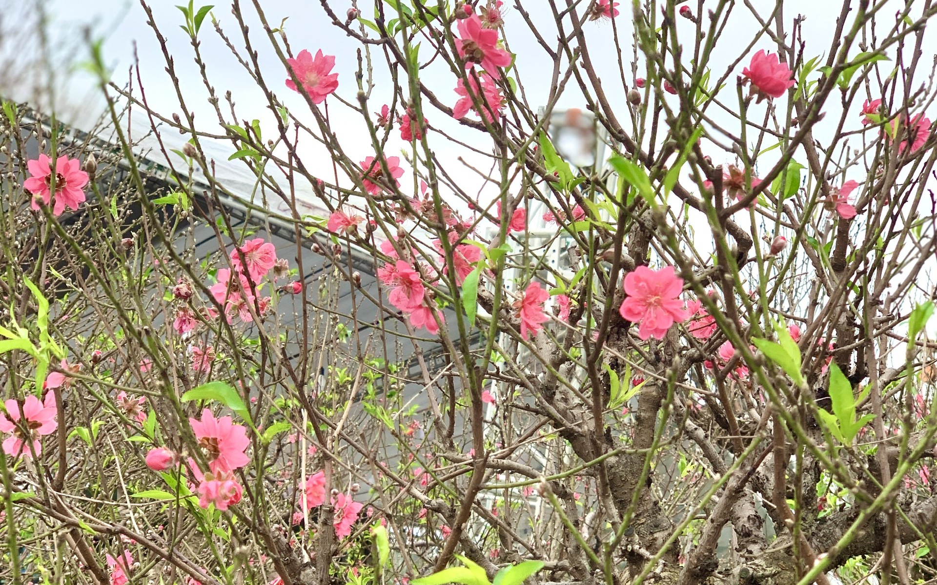 Dự b&aacute;o thời tiết dịp Tết &ocirc;ng C&ocirc;ng &ocirc;ng T&aacute;o - Ảnh 1.