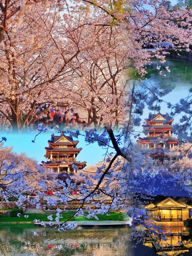 Du lịch "săn" hoa m&ugrave;a xu&acirc;n g&oacute;p phần b&ugrave;ng nổ kinh tế Trung Quốc - Ảnh 4.