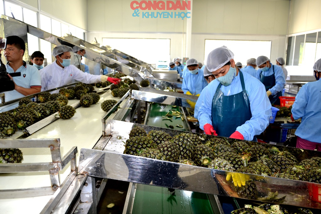 L&agrave;o Cai x&acirc;y dựng kế hoạch hỗ trợ ph&aacute;t triển kinh tế tư nh&acirc;n thiết thực, hiệu quả - Ảnh 1.